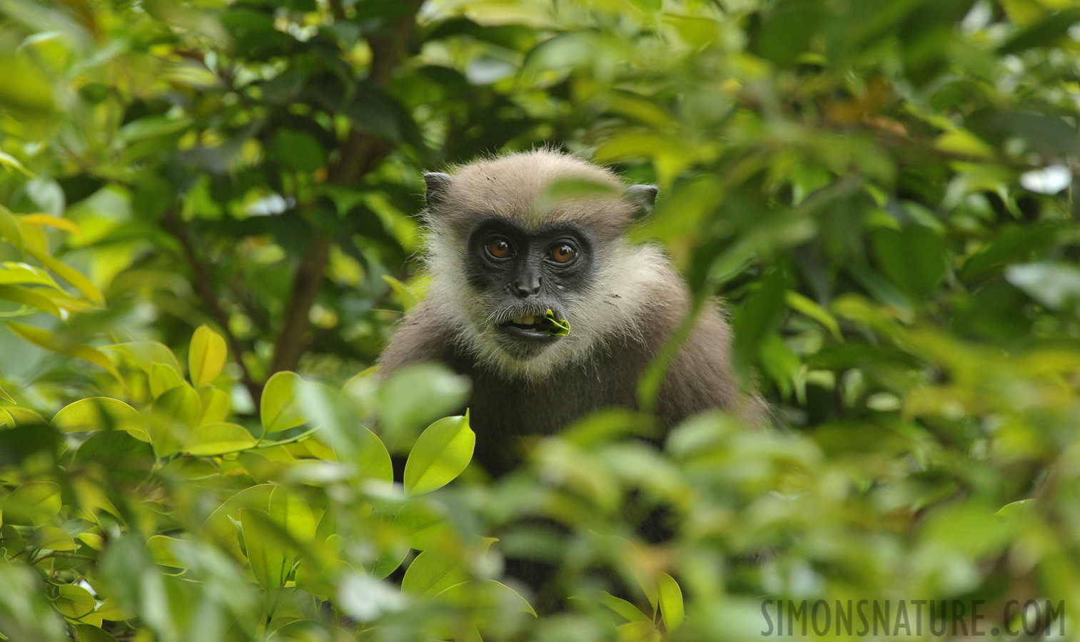 Semnopithecus vetulus nestor [550 mm, 1/250 Sek. bei f / 9.0, ISO 2500]